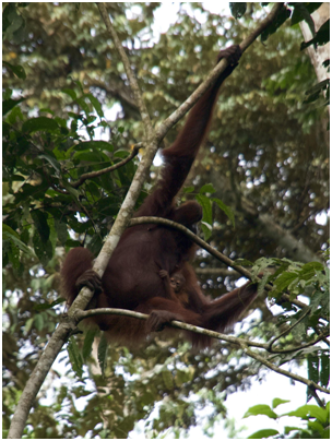 Orang-oetan vrouwtje (Pongo pygmaeus) met haar baby. (Foto Sofie Hovius)