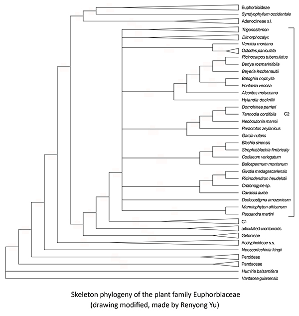 Phylogeny Euphorbiaceae