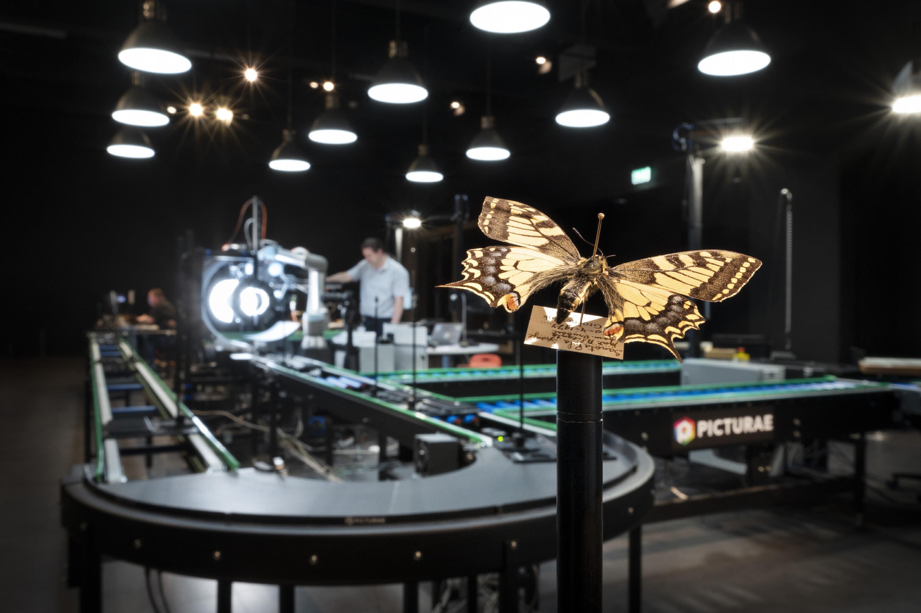 Picturae & Naturalis Digitizing insect collections | Naturalis