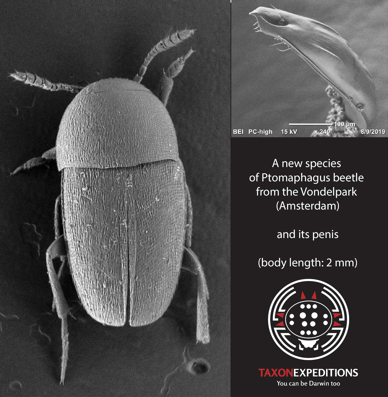 Finally: a beetle named after The Beatles | Naturalis