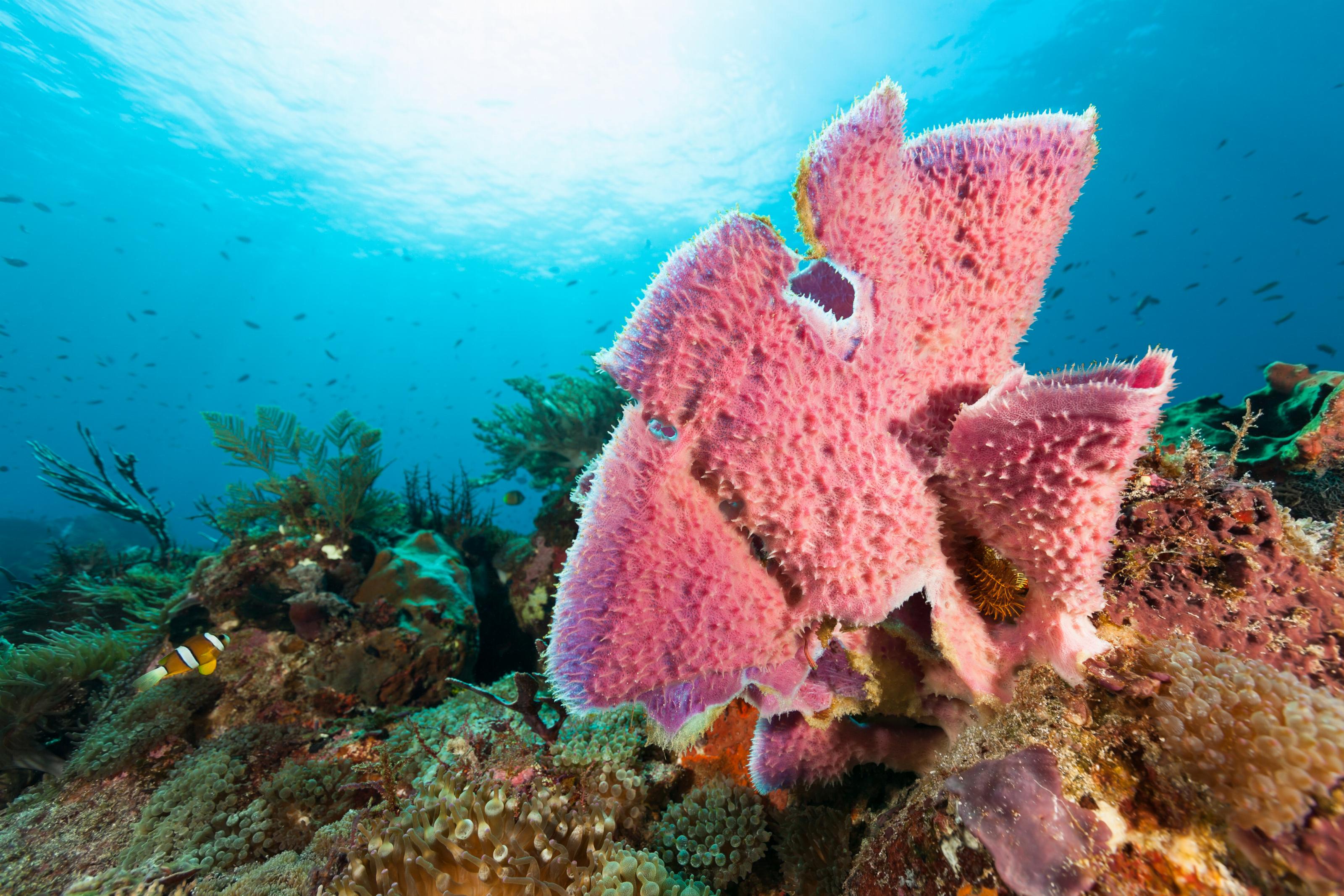 Pink seasponge