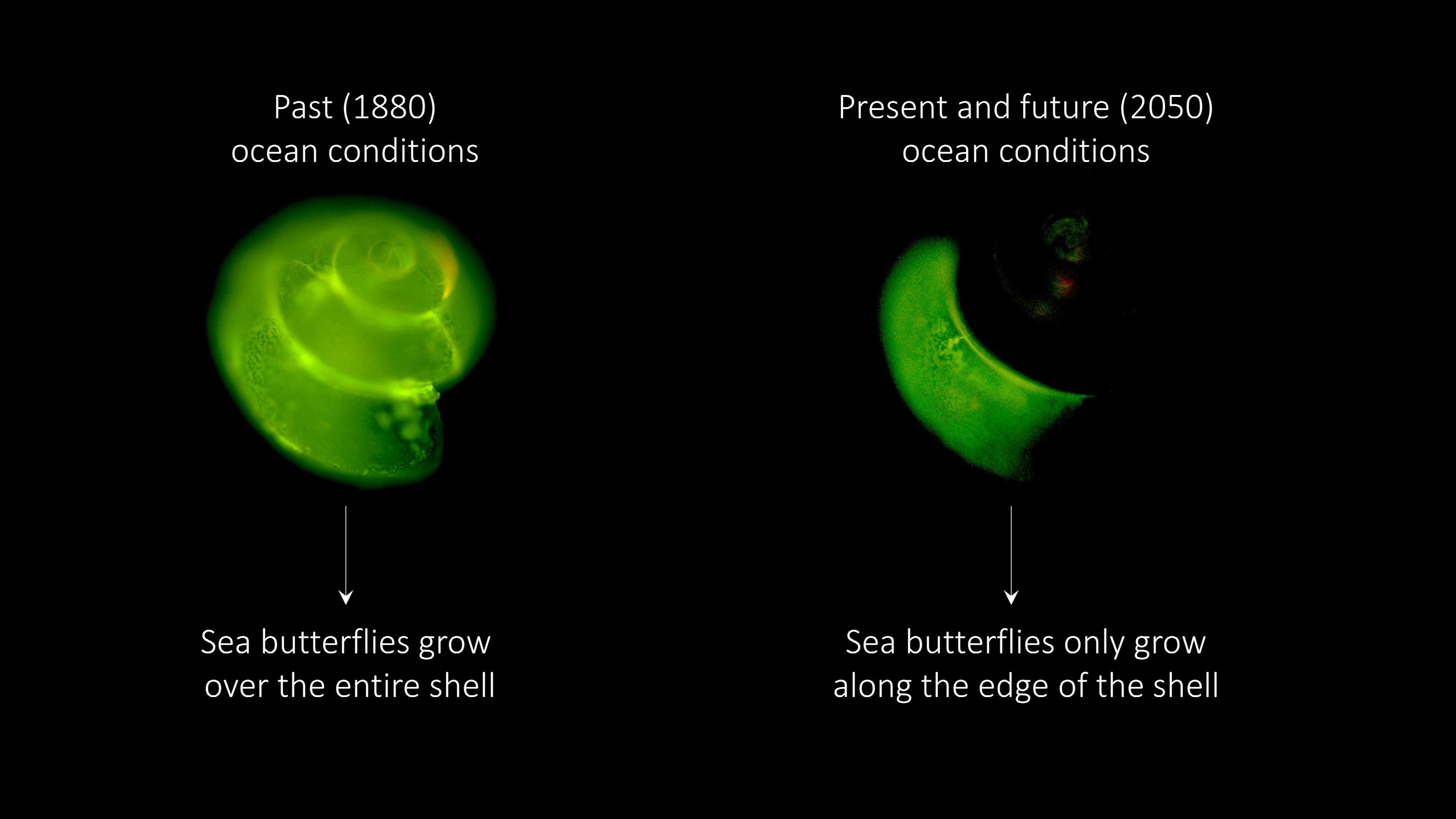The effect of ocean acidification on shell growth of sea butterflies in the Southern Ocean. Credits: Lisette Mekkes.