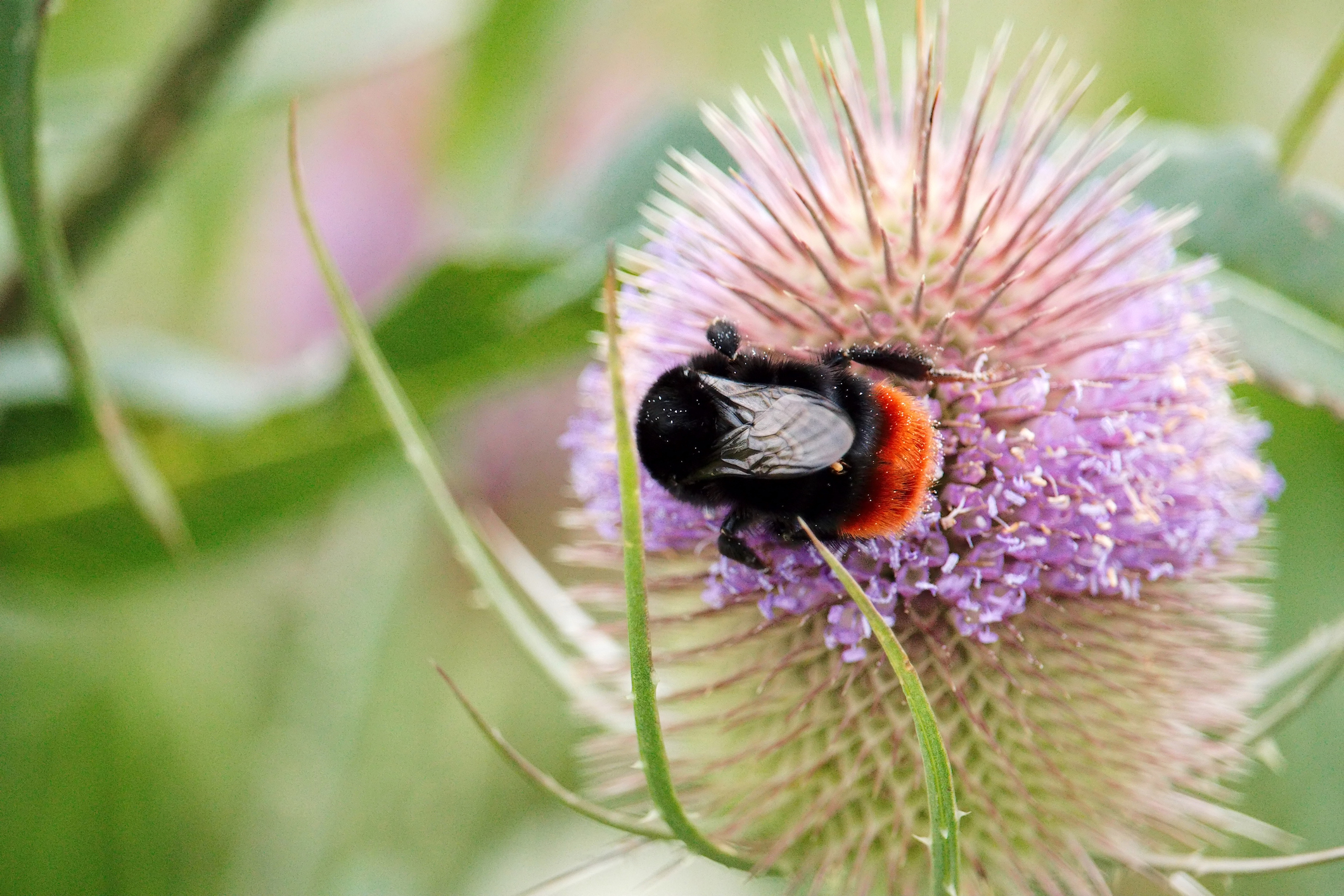 De steenhommel is een van de bijensoorten die je in je tuin kunt zien tijdens de Nationale Bijentelling (bron: Naturalis).