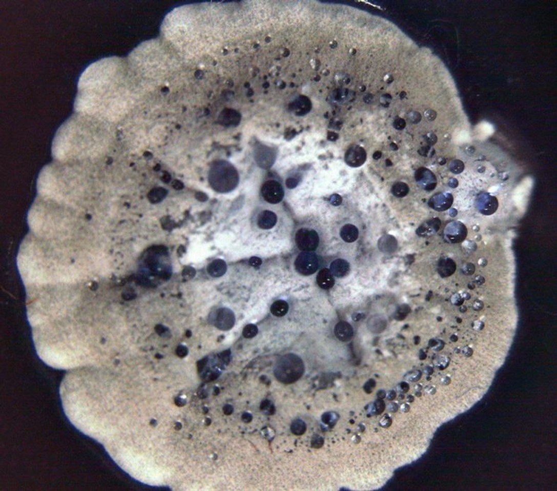 Streptomyces coelicolor enlarged. (Gilles van Wezel)