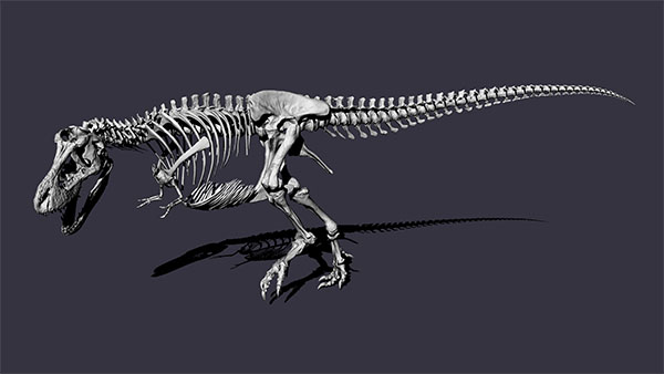 De nieuwe reconstructie van T. rex Trix heeft een aanvallende houding. Illustratie: Pasha van Bijlert, Naturalis.