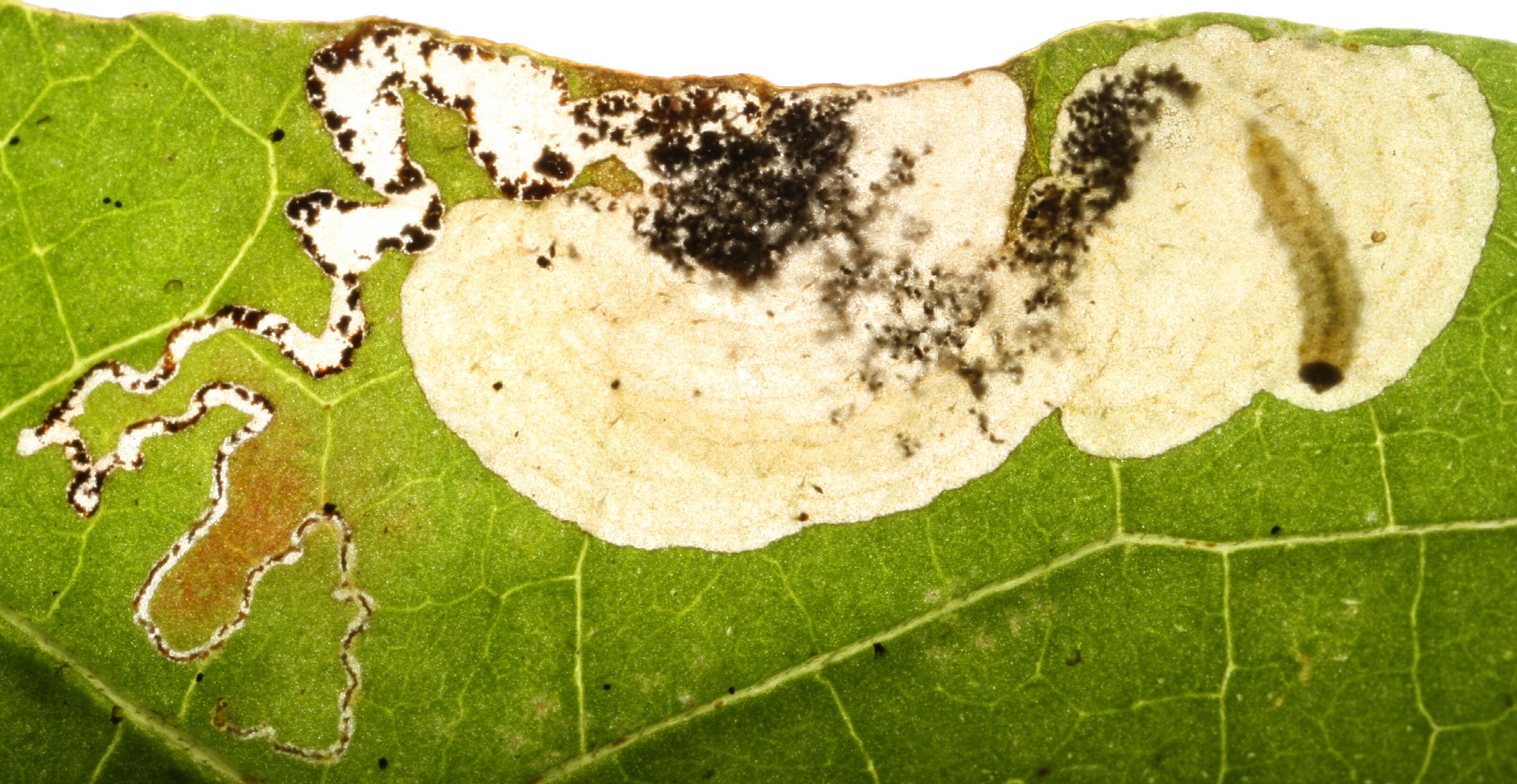 Aspilanta ampelopsifoliella, larve en bladmijn op wilde wingerd (Parthenocissus quinquefolia) (Bron: Charles Eiseman)
