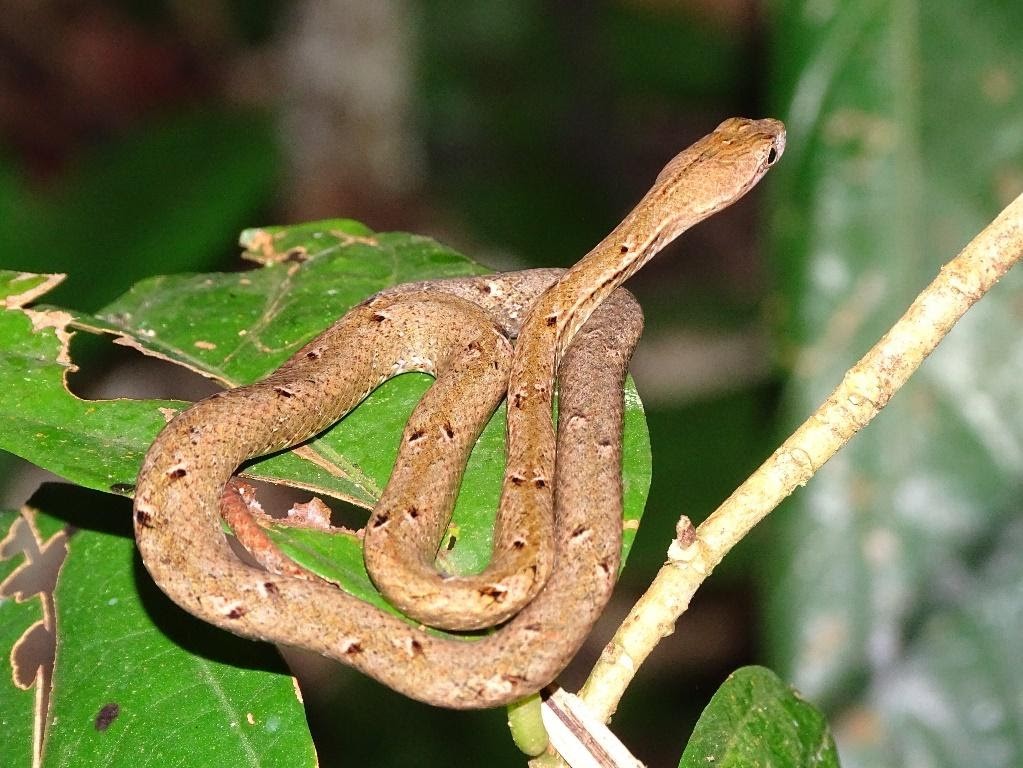 de valse adder is een veelvoorkomende slang rondom het veldstation (Foto: Jordy van der Beek). 