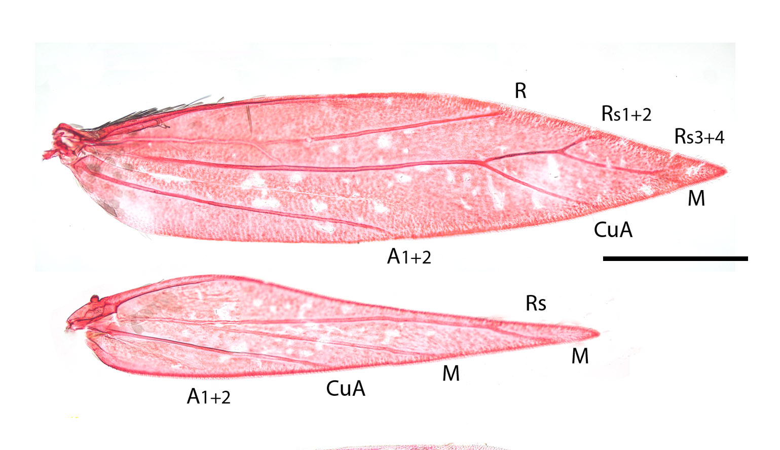 Aspilanta oinophylla, vleugeladering, kenmerkend voor Aspilanta, microscopisch preparaat (Bron: Erik van Nieukerken)