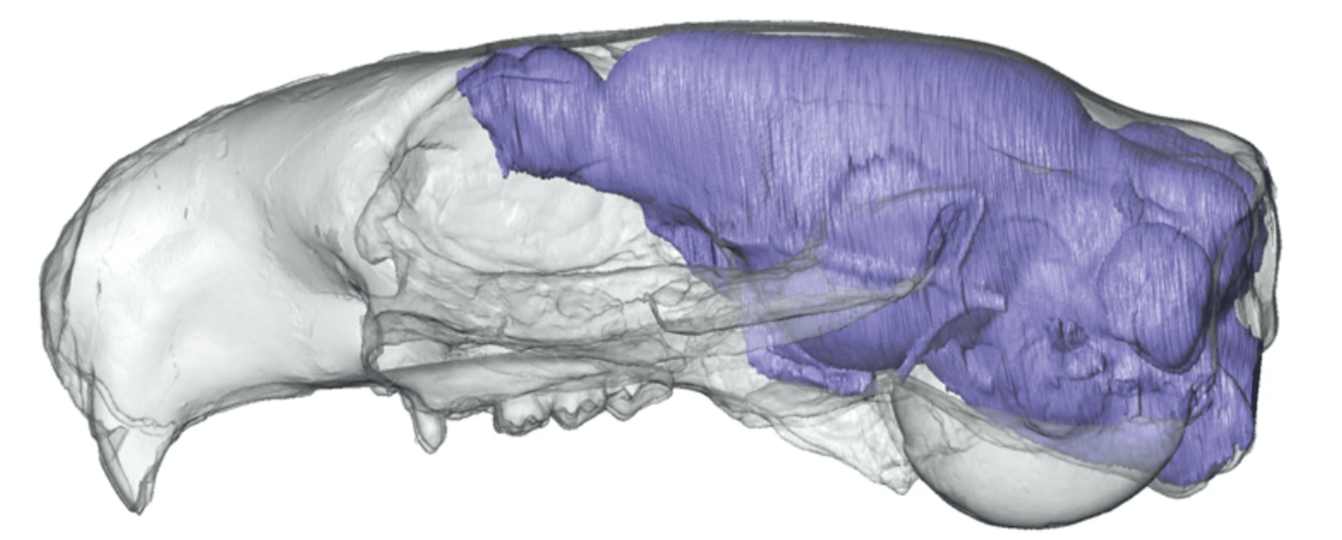A digital squirrel skull showing the endocast inside.