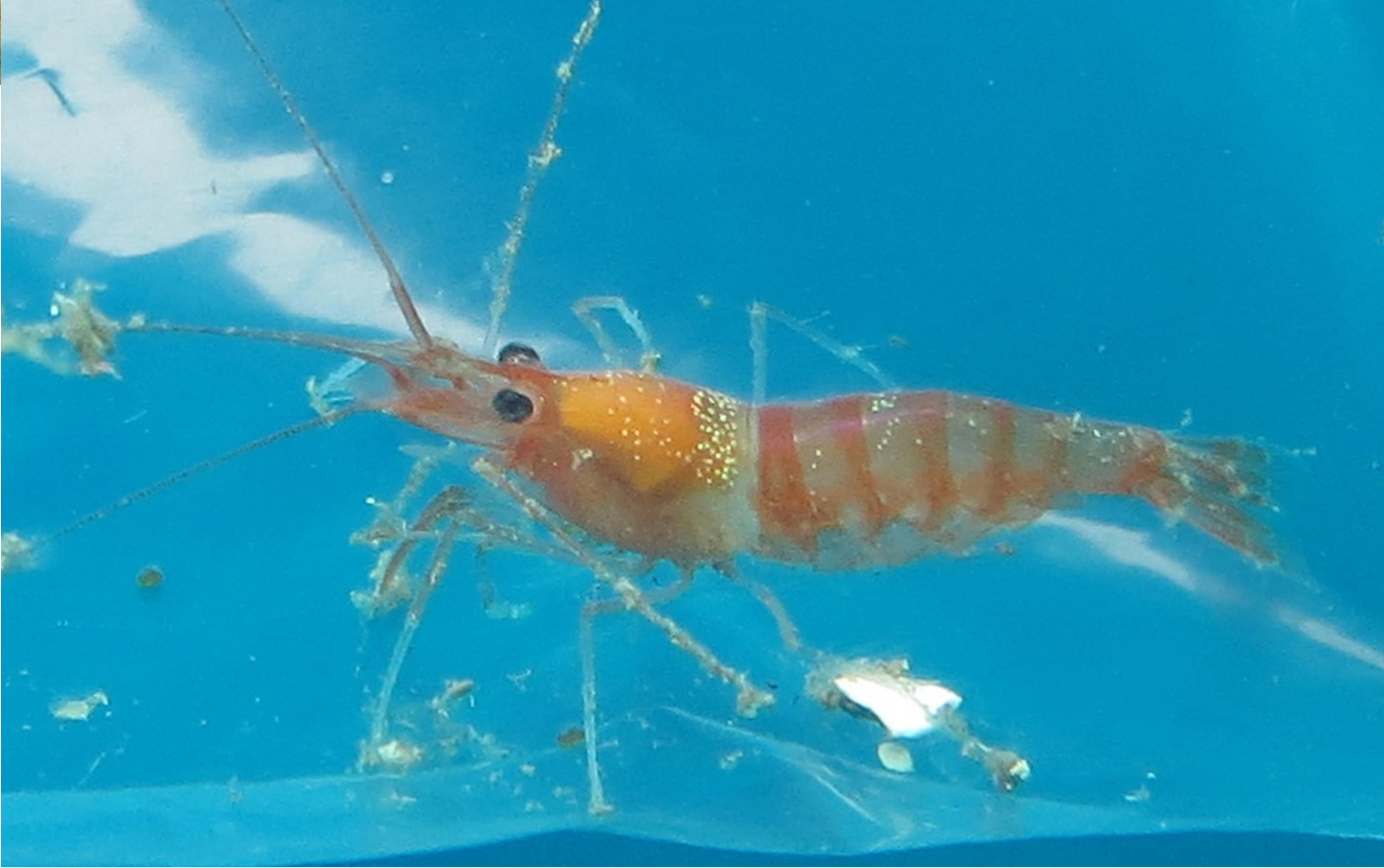 Lysmata wirtzi