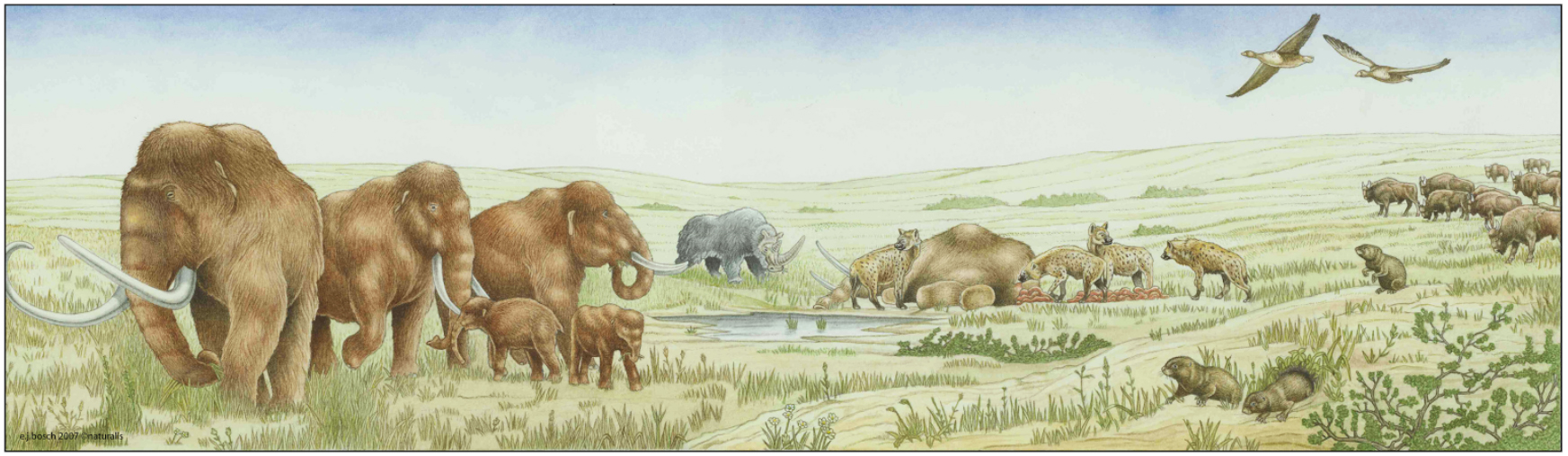 IJstijdbeesten: mammoeten, neushoorns, hyena's