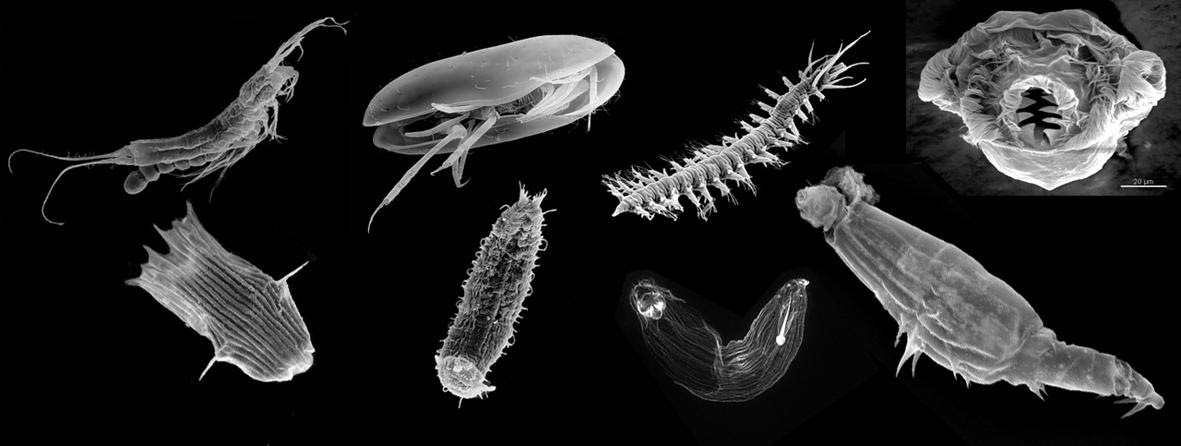 The diversity of sandy beach meiofauna