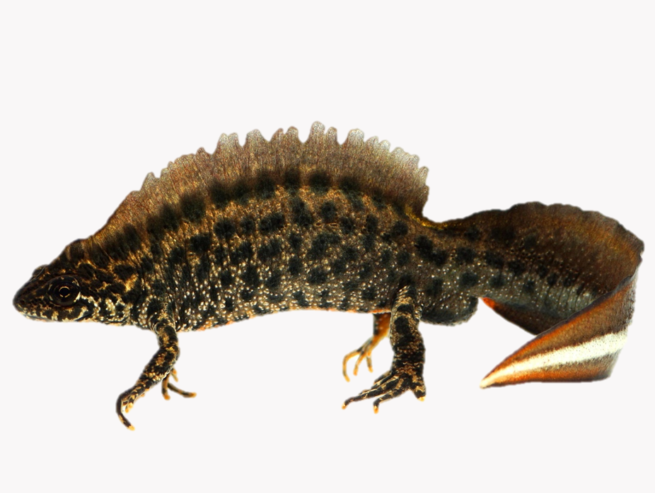 Photo of a crested newt