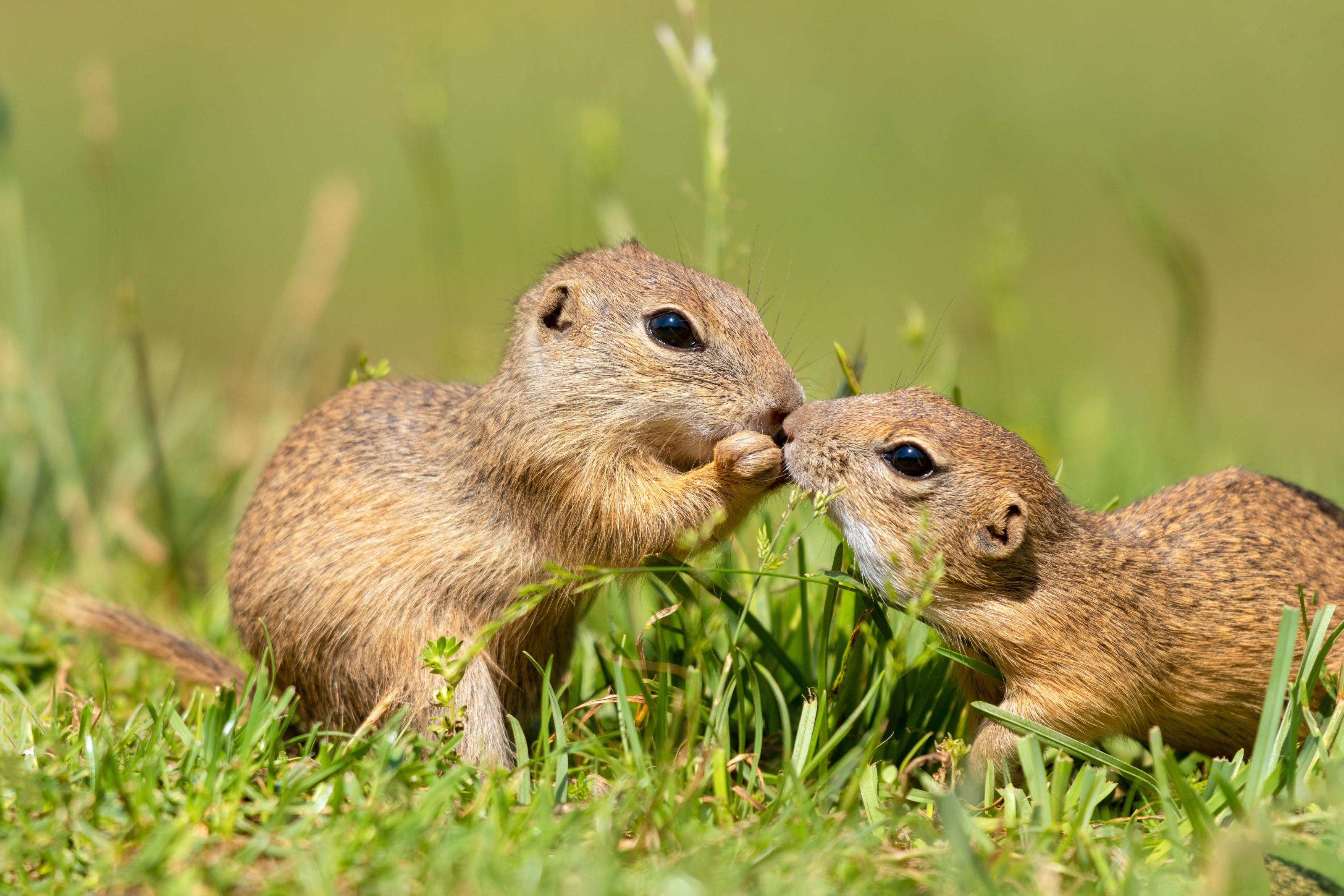 Two ground squirrels in grass.