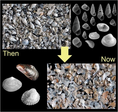 Pontocaspian shells
