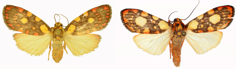 Twee vlinders. Links Cyme reticulata, rechts C. laeta