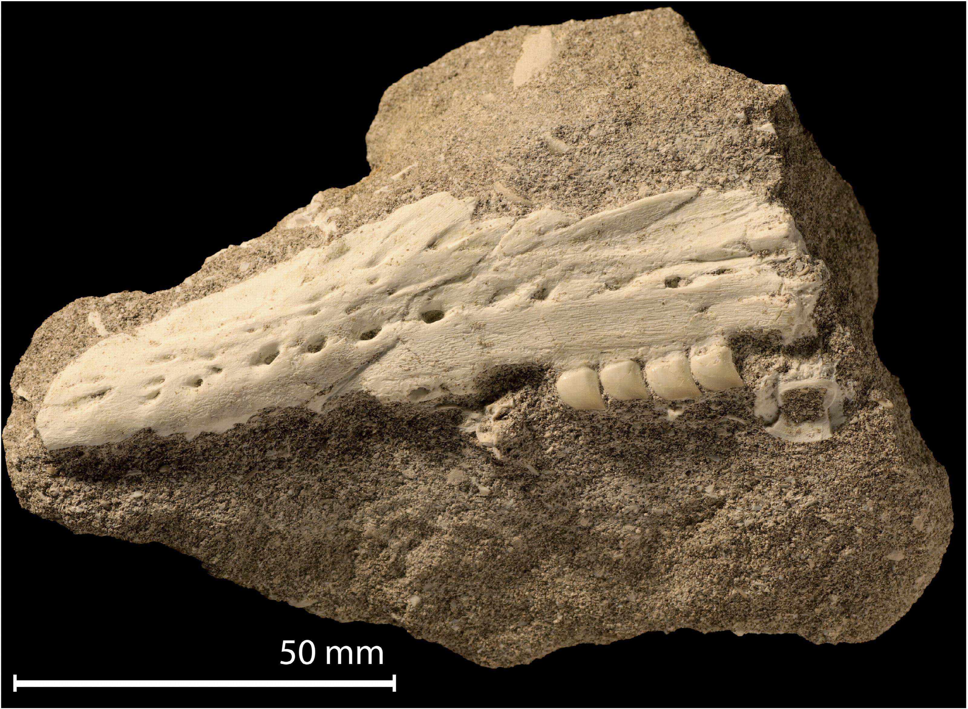 De linker bovenkaak van de nieuwe mosasaurus-soort Xenodens calminechari.