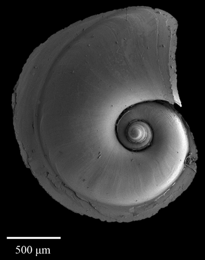 Close up of Atltana shell