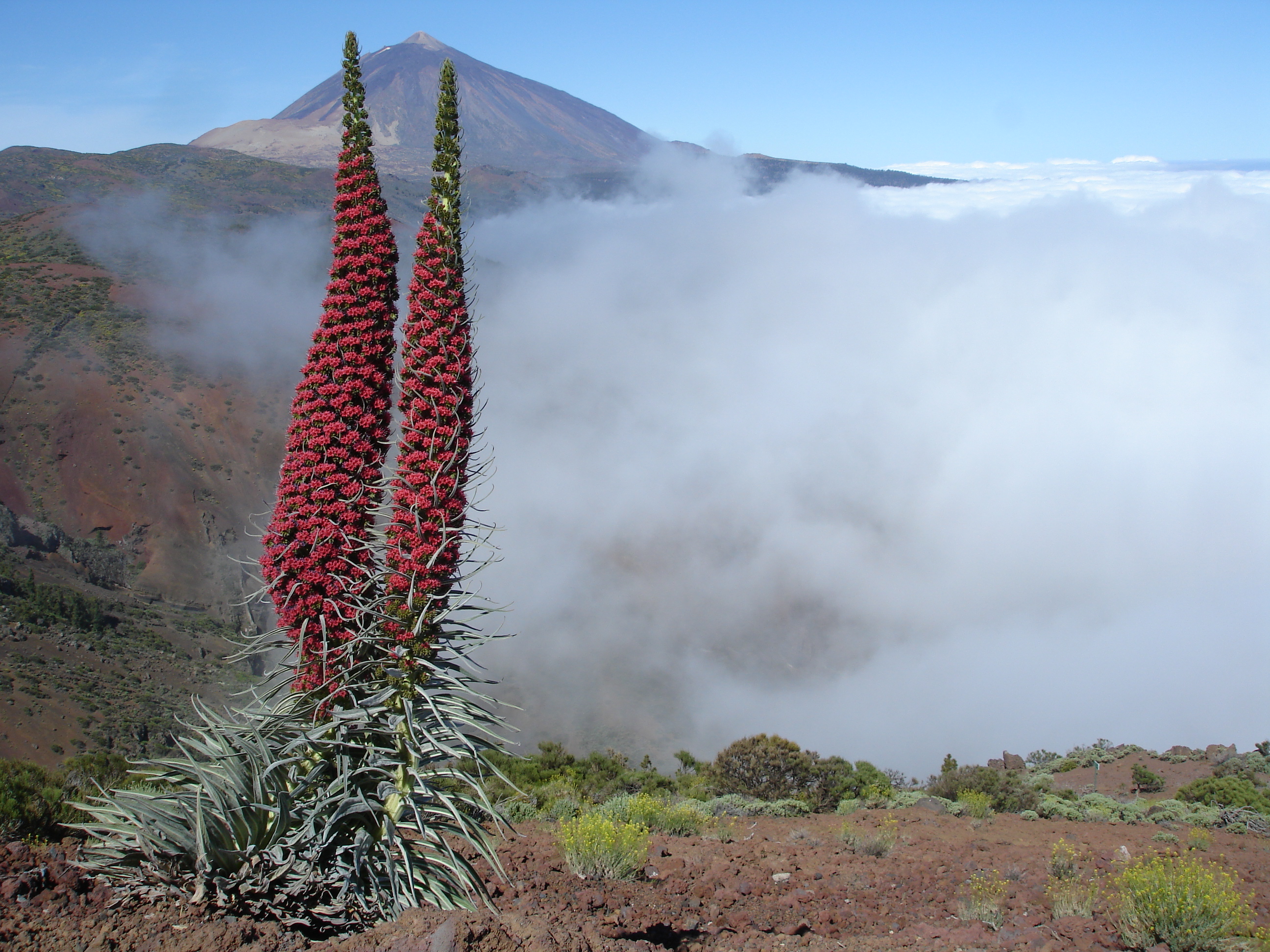 Echium-planten op de Teide