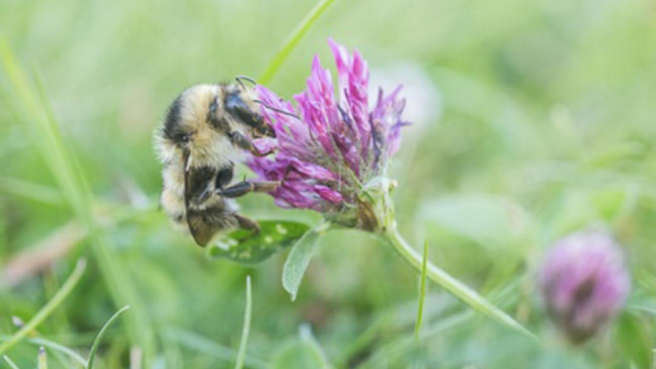Large carder bee on a flower