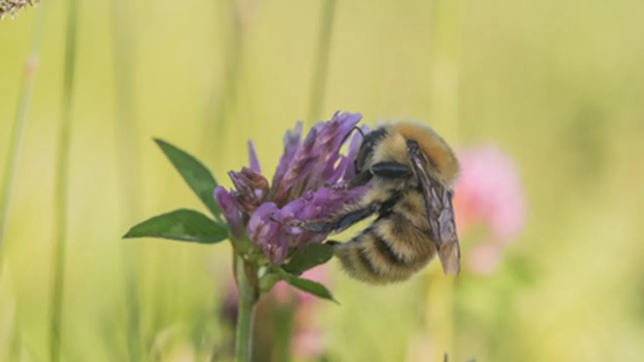 Zandhommel op bloem