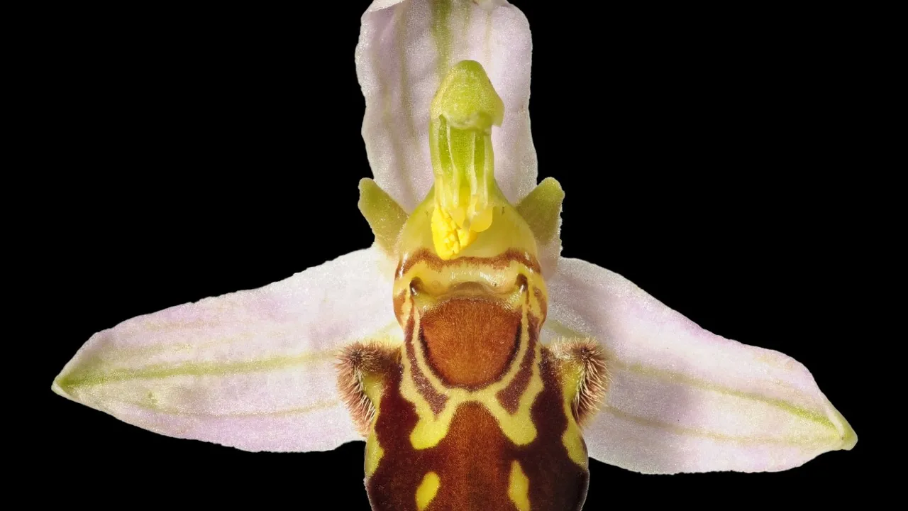 orchidee