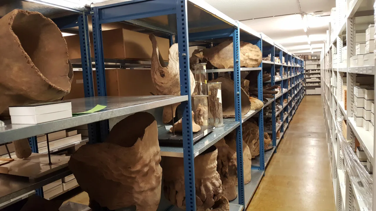 de droge sponzencollectie van Naturalis