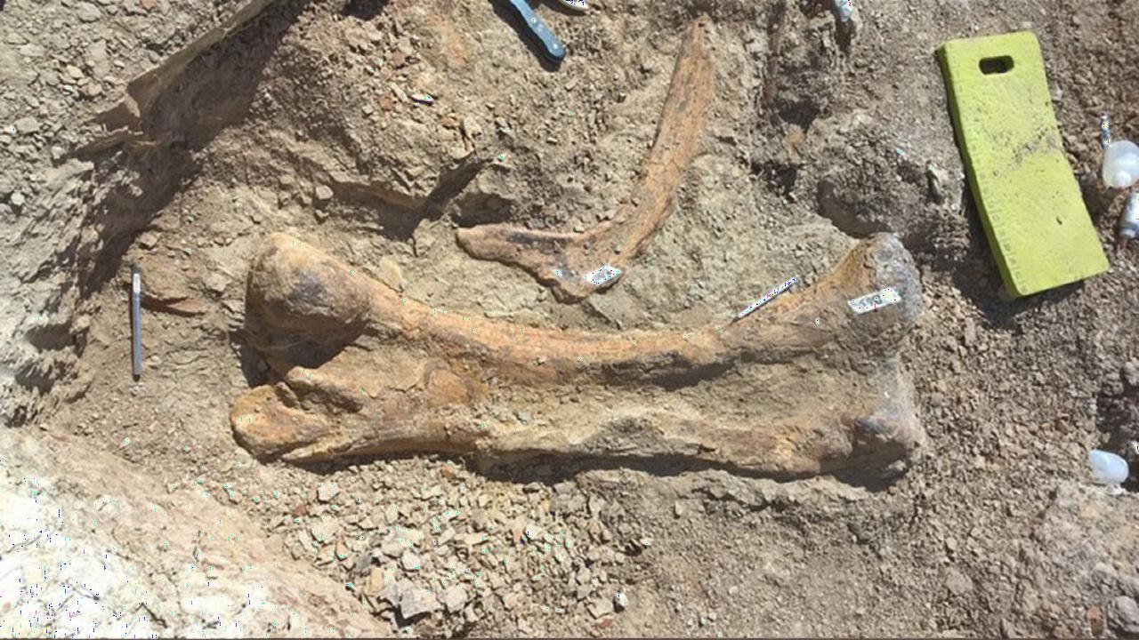 A partly buried bone