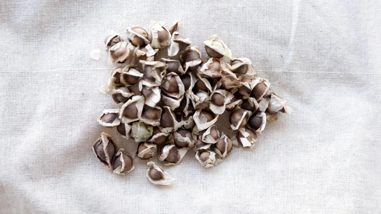 Moringa