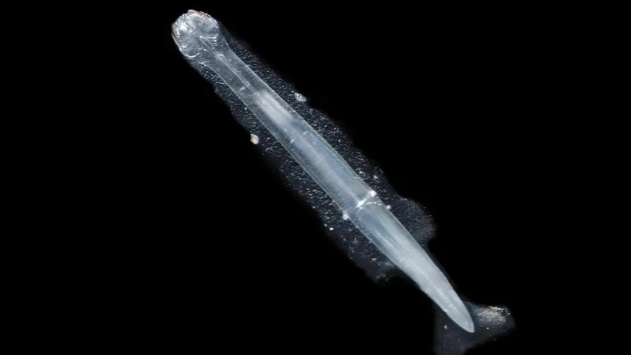 Pterosagitta draco