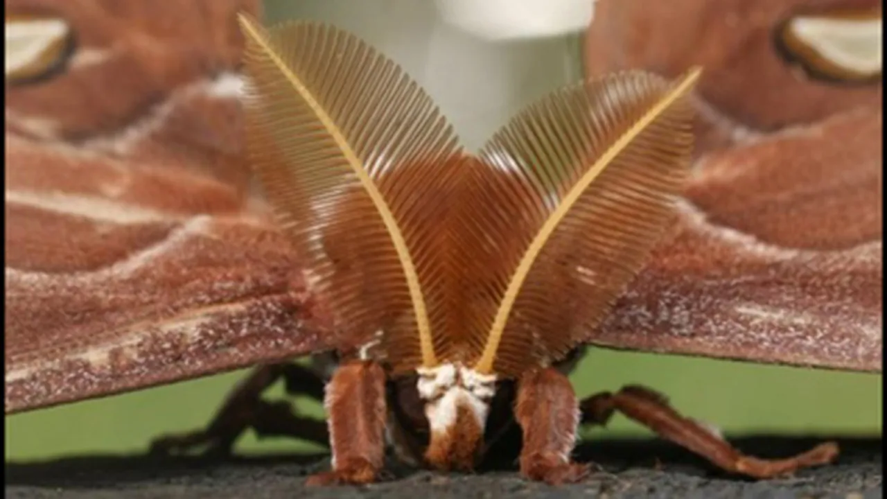 vlinder