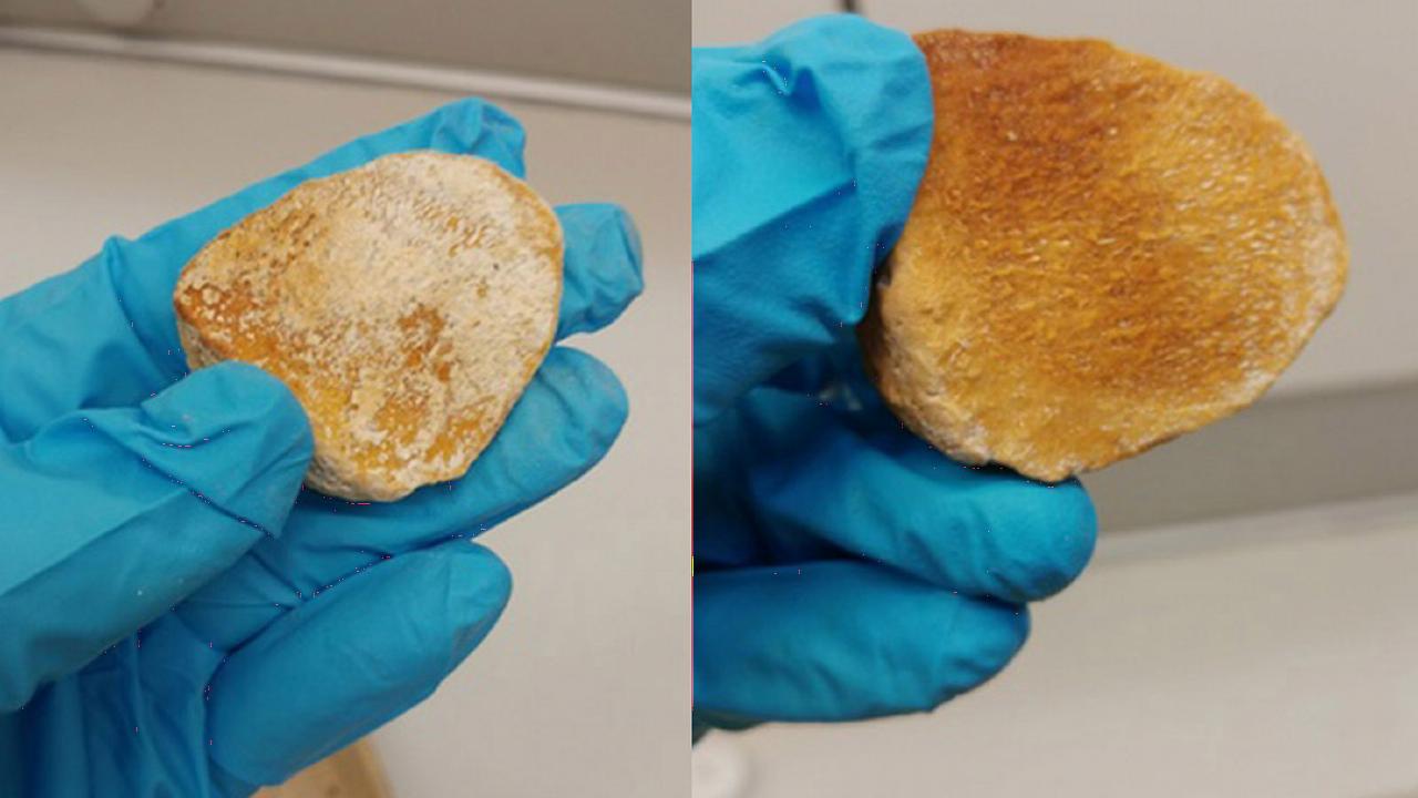 whale bone before and after treatment