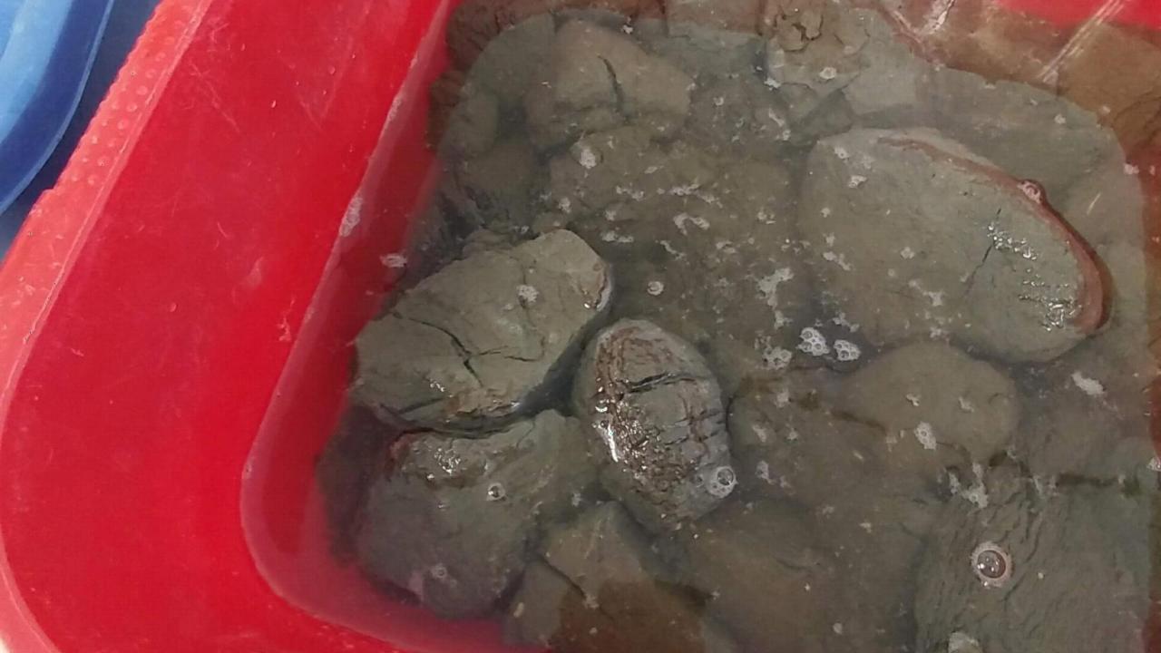 soaking clay balls