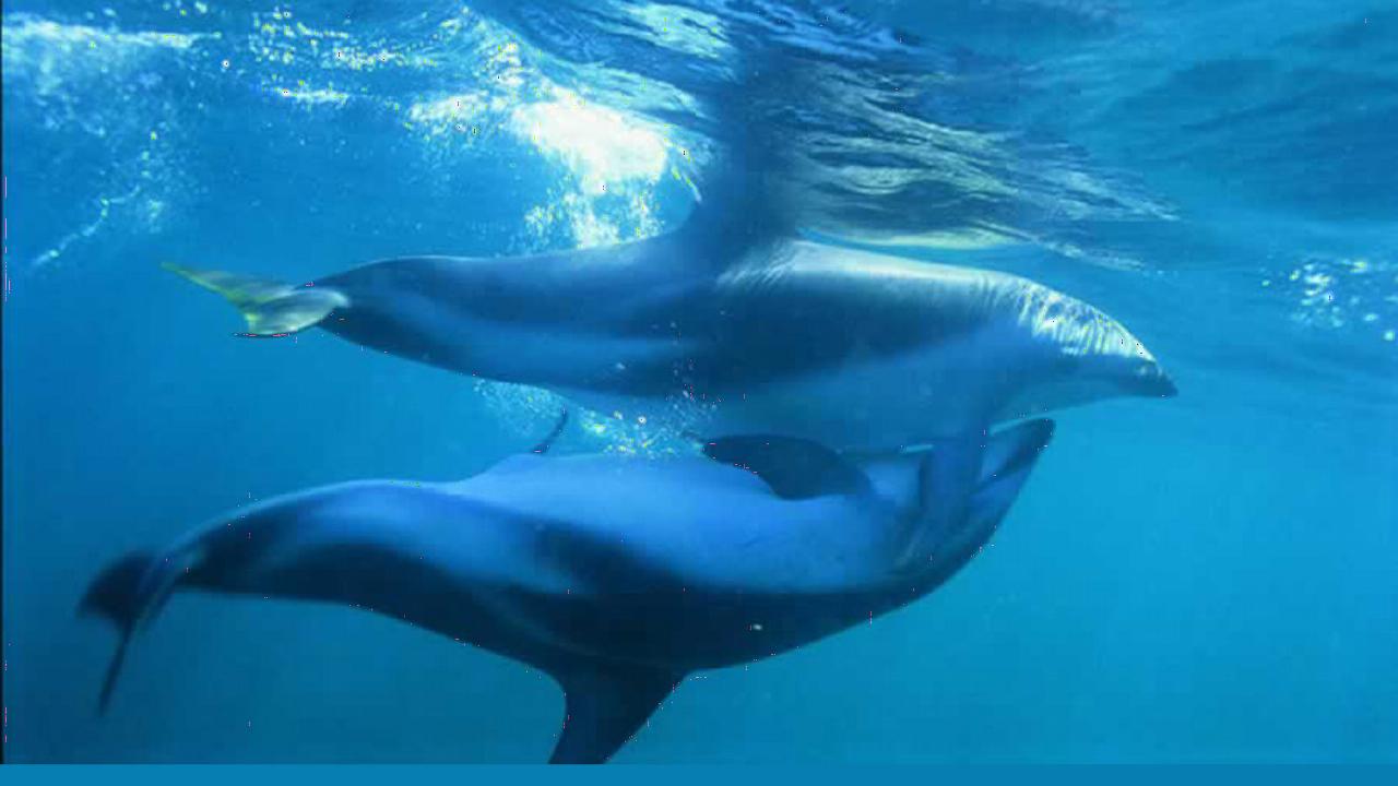 parende dolfijnen