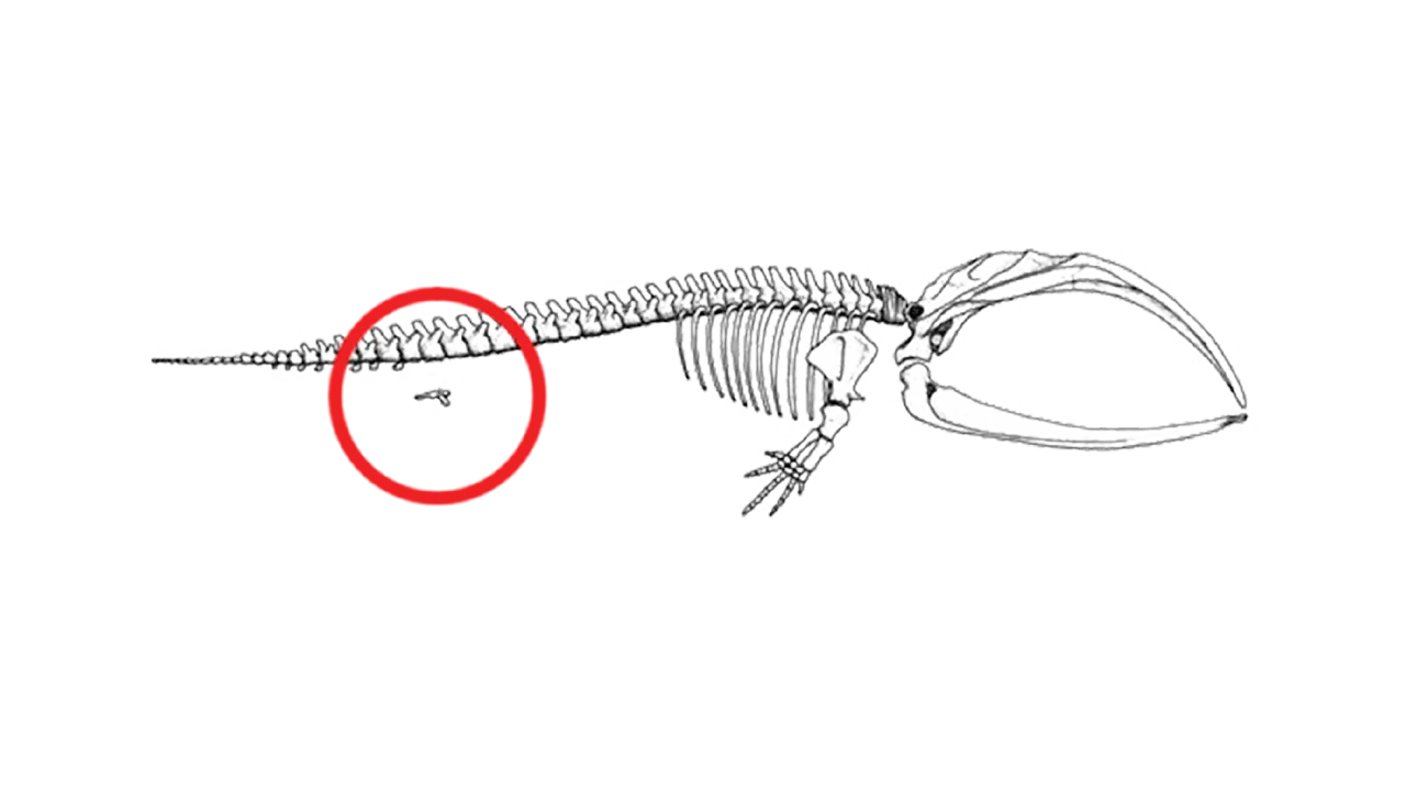 pelvis walvis