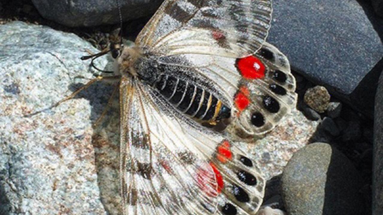 parnassius vlinder