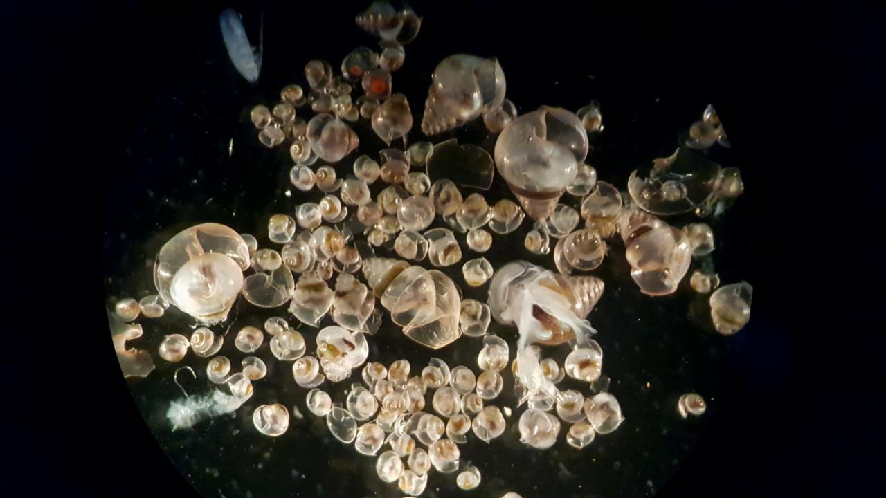 Live pteropods collected from the sea