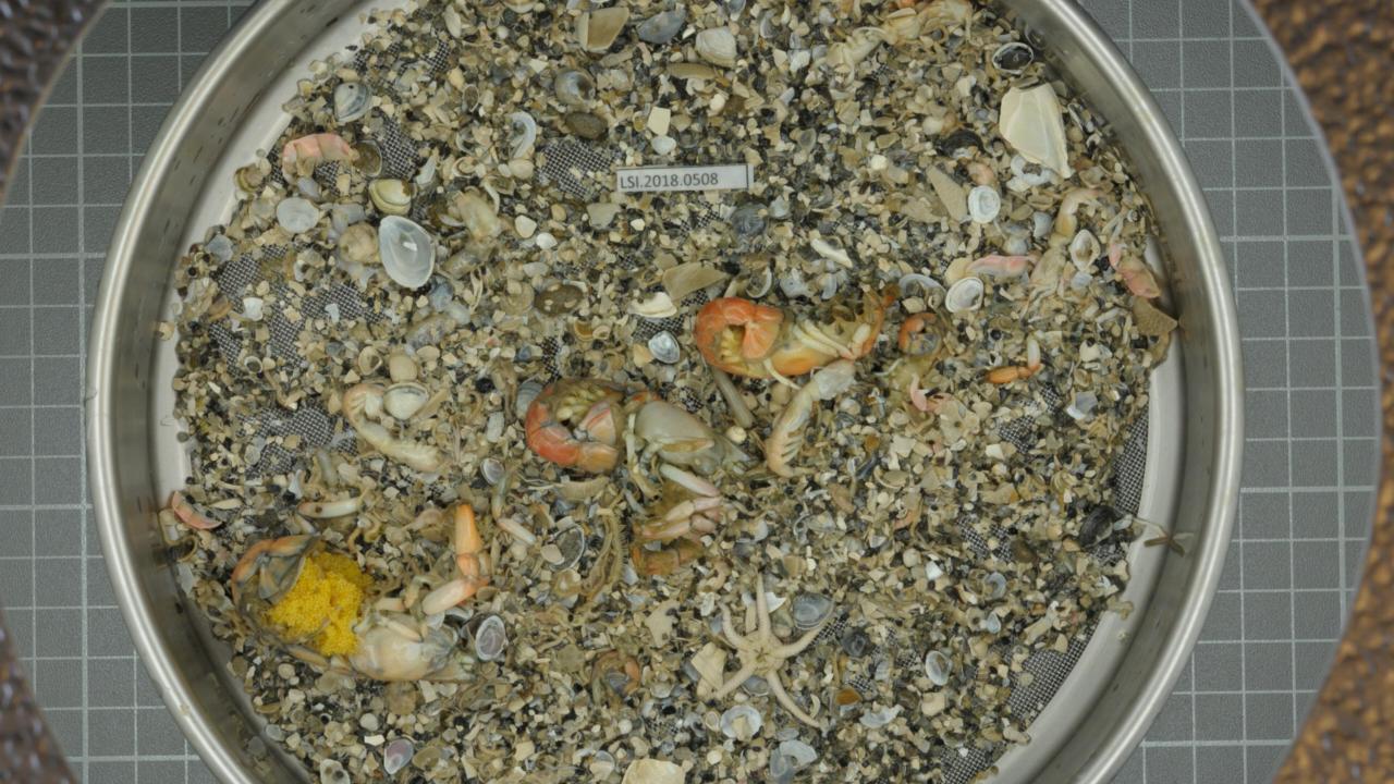 Macrozoobenthos sample taken from the North Sea