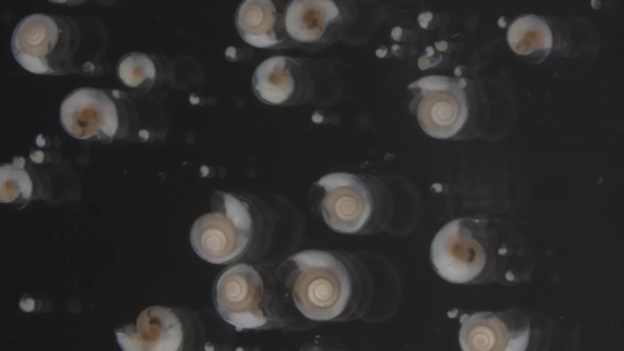 Limacina