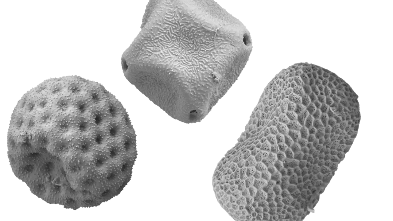 Pollen grains