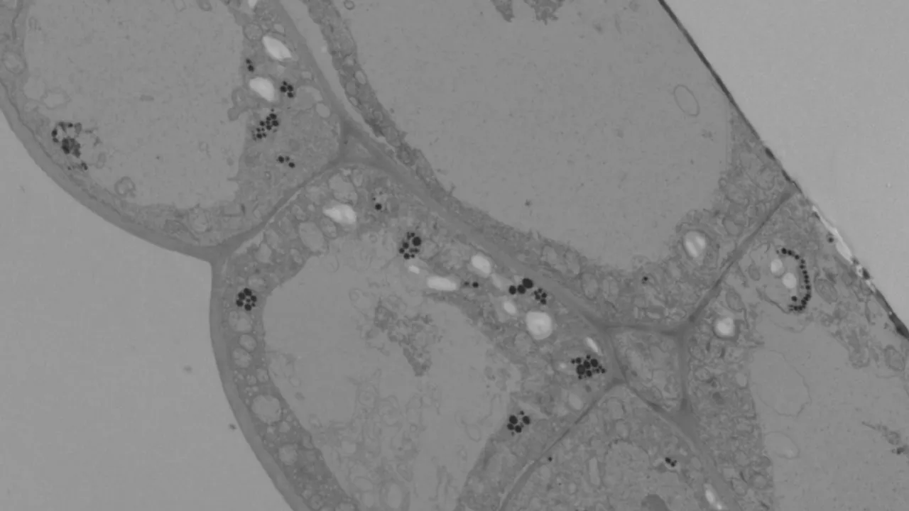 Specklinia fulgens