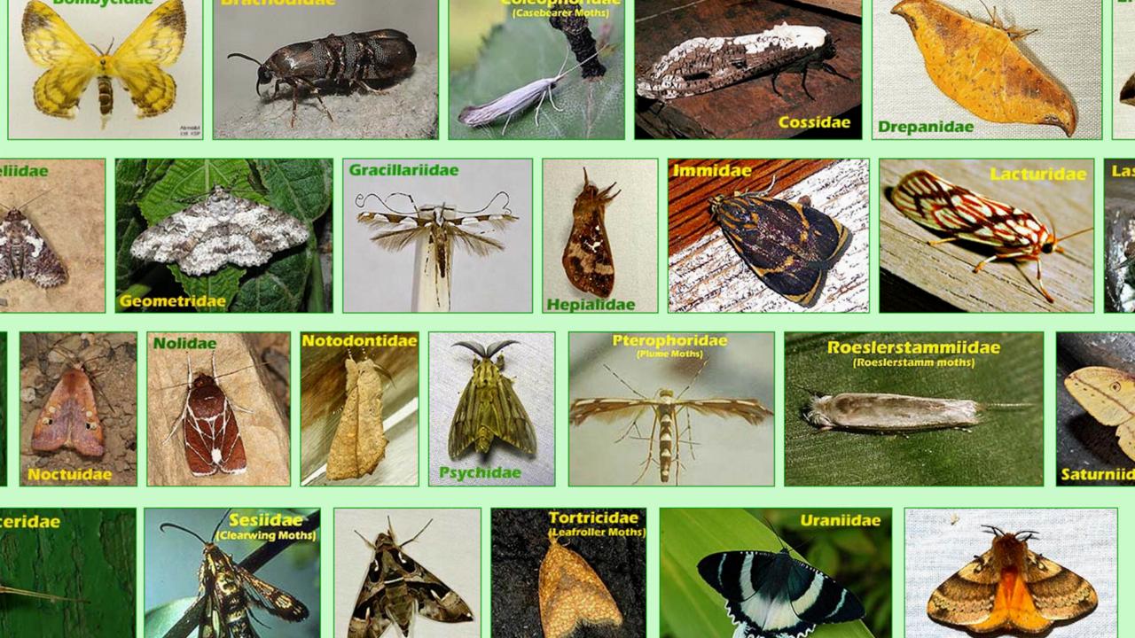 Insecten van Papua
