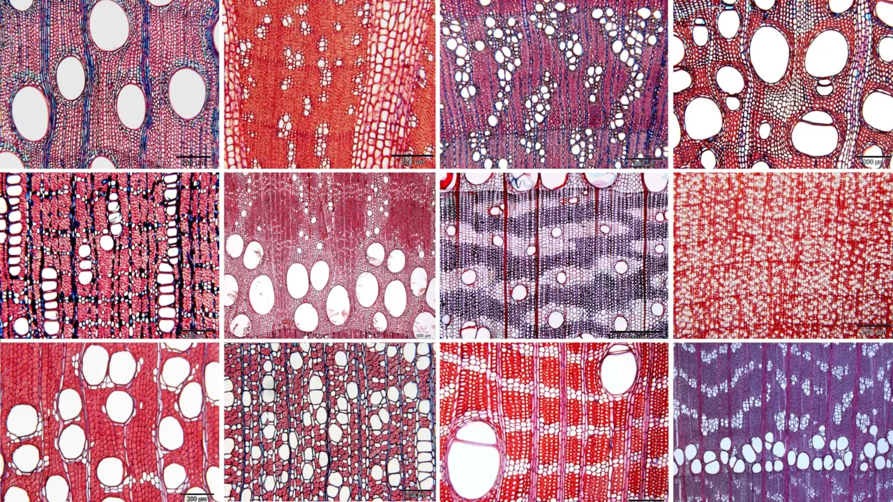 Houten anatomische doorsneden
