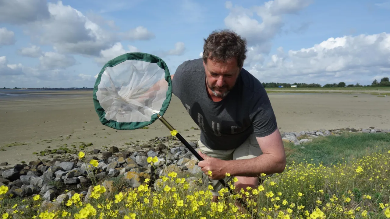 Koos in the field