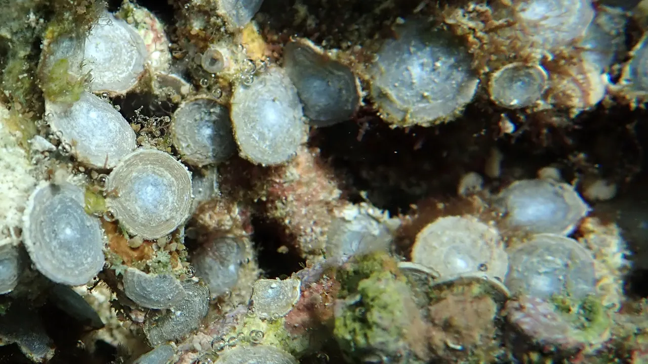 Lankai amphisorus