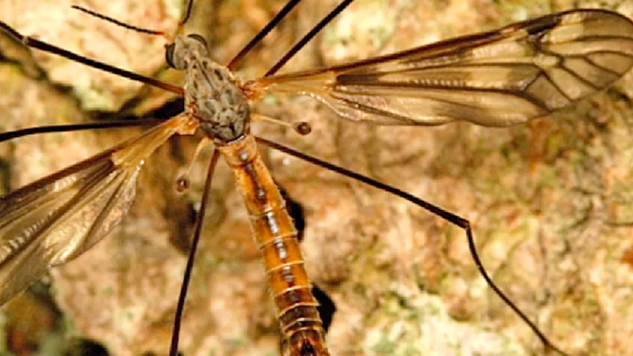 Tipulidae
