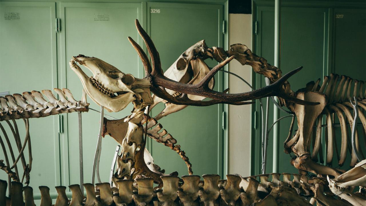 Skeleton hallway - Joris van Alphen