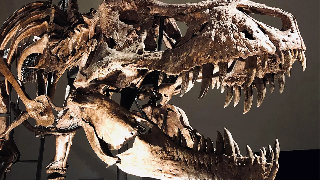 Impressive photo of the T. rex Trix skull in the Dinosaur Age collection at Naturalis.
