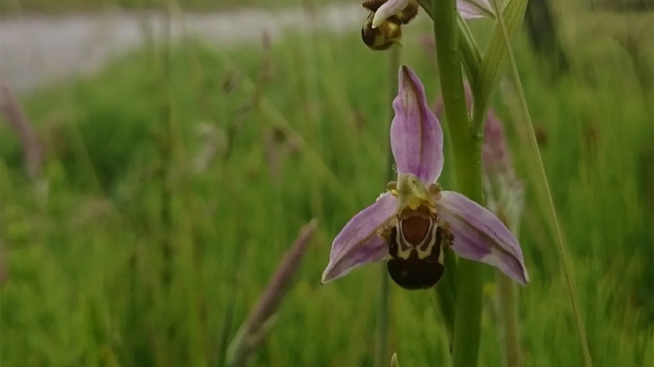 Bijenorchis