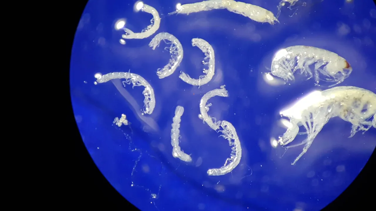 marine interstitial amphipods and isopods Curacao